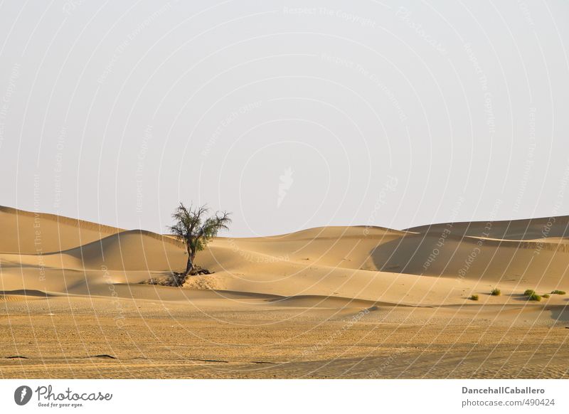 Die Wüste lebt Umwelt Natur Landschaft Sand Wärme Dürre Baum heiß Heimweh Fernweh Abenteuer Einsamkeit Idylle Unendlichkeit Düne Strukturen & Formen Linie