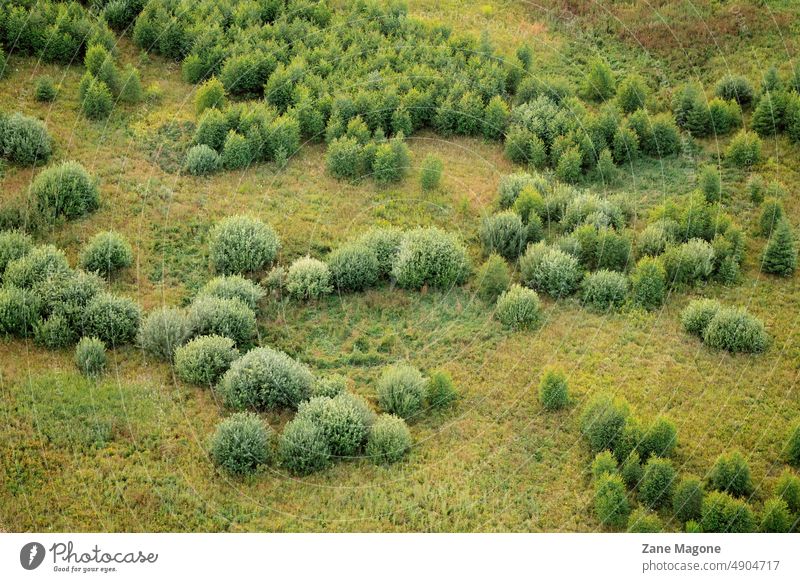 Büsche in verschiedenen Grüntönen, Luftaufnahme Landschaft Buchse Baum Sträucher grün Schirme Sommer weich fluffig texturiert Draufsicht Antenne Hintergrund