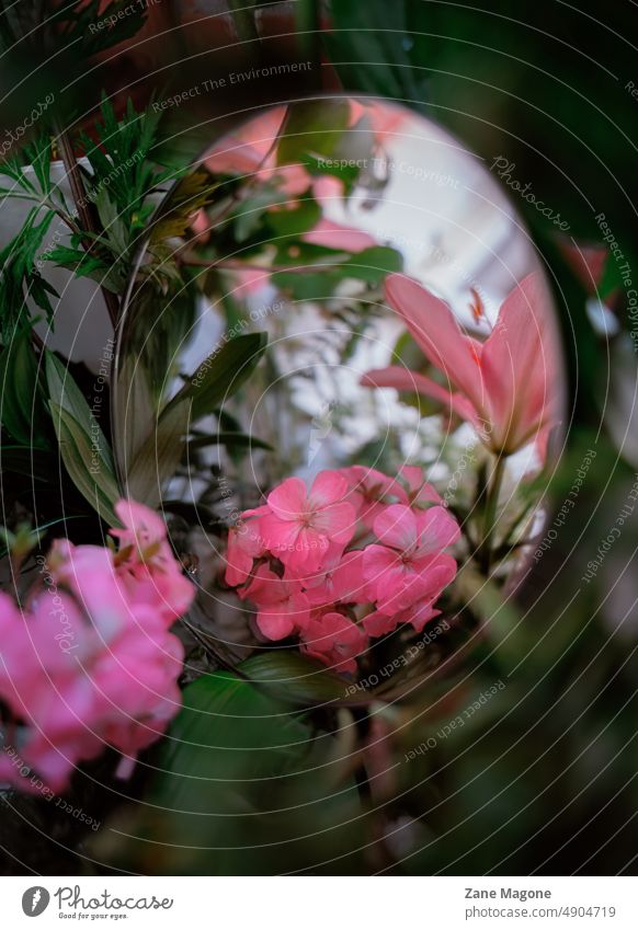 Spiegel in grünen Blättern, die rosa Geranien- und Lilienblüten reflektieren Storchschnabel botanisch Reflexion & Spiegelung Ästhetik verträumt Botanik Pflanzen