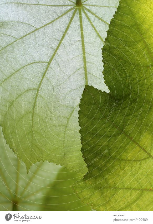Shades of green III exotisch schön Gesundheit Wellness Spa Wohnung Innenarchitektur Yoga Erneuerbare Energie Umwelt Natur Pflanze Blatt Grünpflanze Ornament