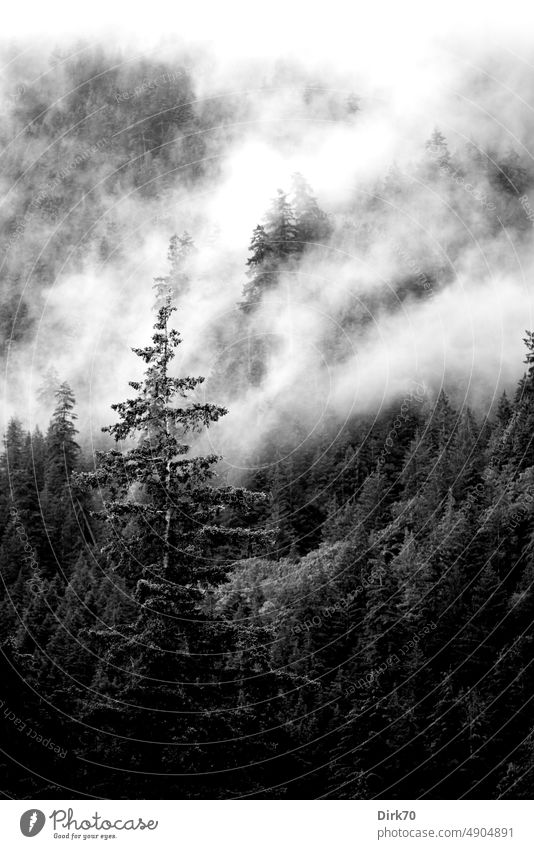 Bewaldeter Berghang in Kanada, wolkenverhangen Wald Berge u. Gebirge Baum Fichte Fichtenwald Wolken Schwarzweißfoto Natur Außenaufnahme Landschaft Menschenleer