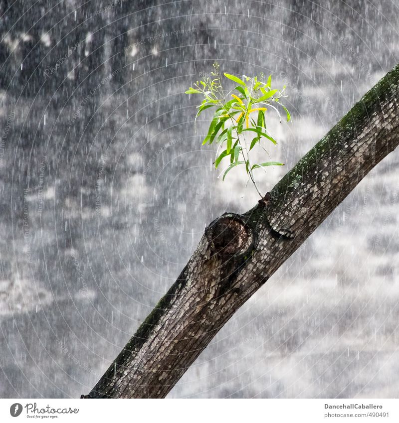 Lebensader Umwelt Natur Wasser Wassertropfen Frühling Sommer schlechtes Wetter Regen Pflanze Baum Blatt Grünpflanze Stadt Stadtzentrum Mauer Wand elegant