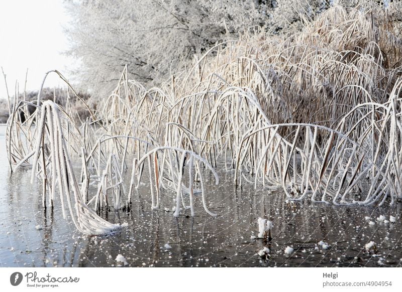 seltsam | Geisterstunde auf dem gefrorenen See Winter Kälte Raureif Frost kalt Natur frieren Eiskristall Außenaufnahme Menschenleer Winterstimmung Wintertag