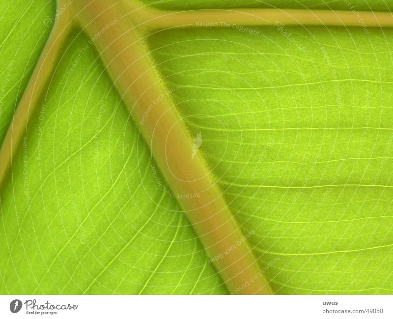 Bananenblatt Blatt grün Gefäße chlorophyl Gefängniszelle