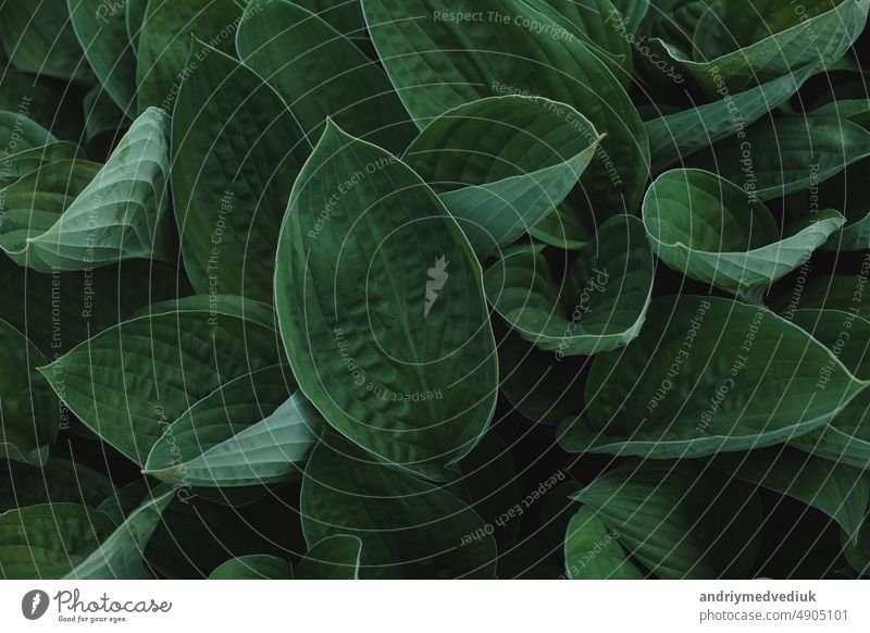 Blätter von Spathiphyllum cannifolium, abstrakte grüne Textur, Natur Hintergrund, tropisches Blatt Garten schön Design geblümt Wald natürlich Sommer