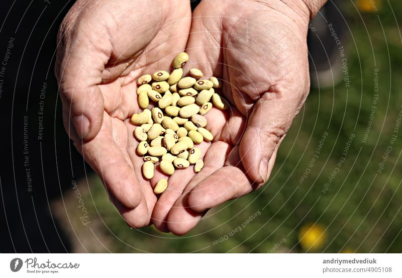 Weibliche Hand, die Körner von Kidneybohnen hält und fallen lässt. Bio-Lebensmittel Hintergrund der reifen Bohnen. Landwirt Ernte Getreide Pflanze, industrielle Landwirtschaft.