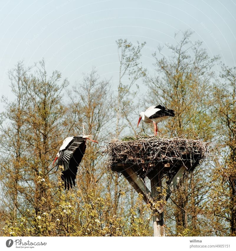 Storchenpaar im Nest auf einem Wagenrad Störche Storchennest Nahrungssuche Abflug fliegen Weißstorch Zugvögel Vogel Tier