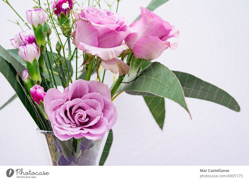 Blumenstrauß in einer Vase mit weißem Hintergrund. Platz zum Kopieren. weißer Hintergrund Textfreiraum Roséwein Nelke Eukalyptus grün Dekoration & Verzierung