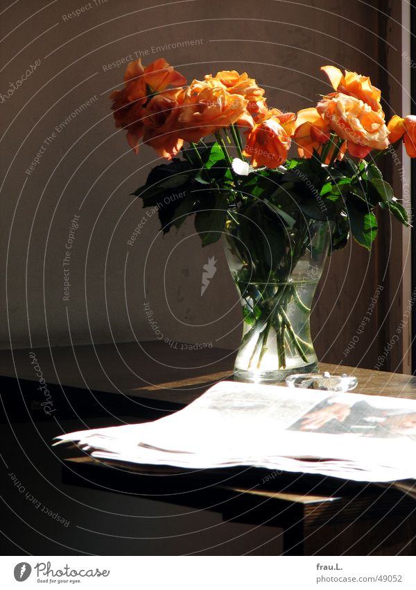 cafe orange Rose Zeitung Aschenbecher Straßencafé Blühend Blumenstrauß Café Gegenlicht Tisch Vase Gastronomie Zeitschrift verblüht robbie williams glasvase