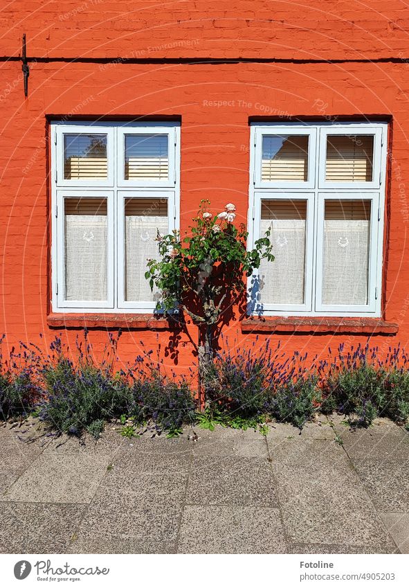An einer rot gestrichenen Backsteinwand wächst zwischen zwei Fenstern ein Rosenstrauch, gerahmt von wohl duftendem Lavendel. Wand Mauer Stein
