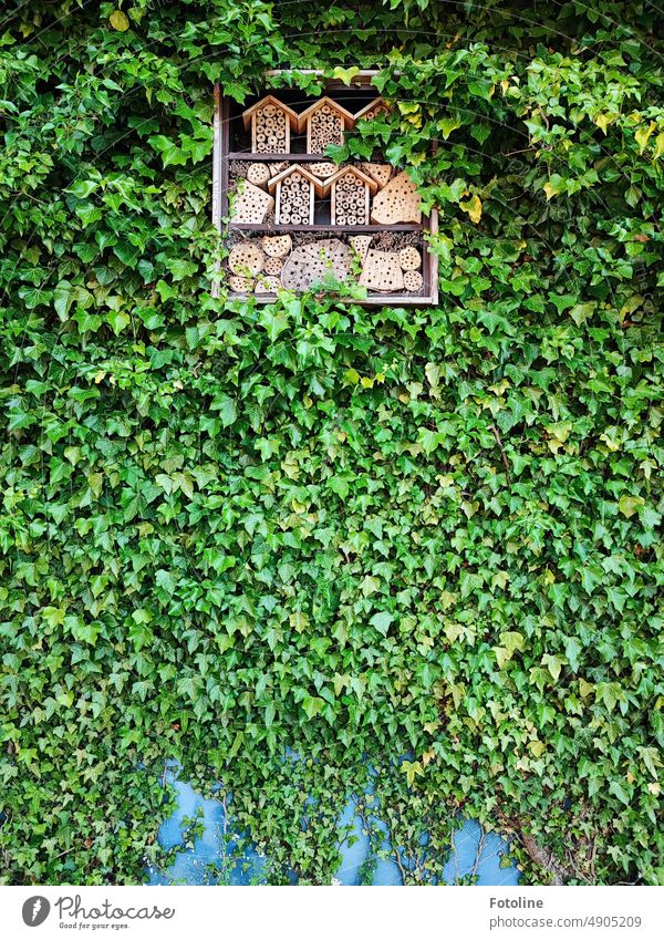 Ein Insektenhotel in bester Lage, umrankt von Efeu. Haus Fassade Holz Löcher Wohnraum Außenaufnahme Wand Farbfoto Tag Strukturen & Formen ranken Ranke grün