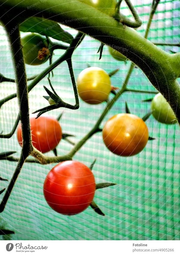 Die ersten Tomaten in meinem Gewächshaus sind reif. Rote, orange und grüne Früchte hängen an einer Pflanze. Gemüse Lebensmittel Gesundheit frisch rot Ernährung