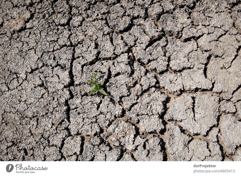 Ausgetrockneter See mit einer grünen Pflanze in Bayern/Franken II Riss Wüste Dürre Wetter Erwärmung Oberfläche Sommer heiß braun Boden Muster Menschenleer