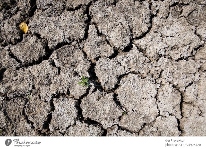 Ausgetrockneter See mit einer grünen Pflanze in Bayern/Franken Riss Wüste Dürre Wetter Erwärmung Oberfläche Sommer heiß braun Boden Muster Menschenleer