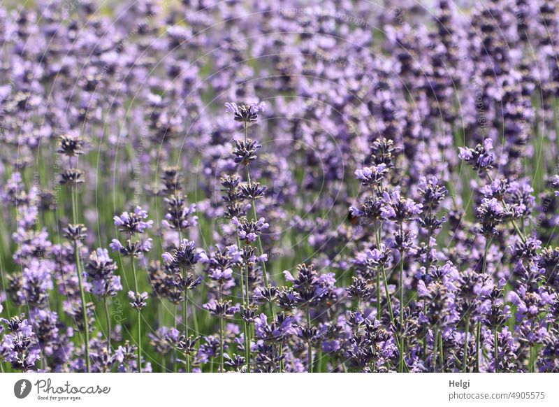 blühender Lavendel auf einem Feld Blume Blüte Lavendelfeld Lavendelblüte Blütezeit duften sommerlich natürlich lila violett Natur Pflanze Sommer Lavendelduft