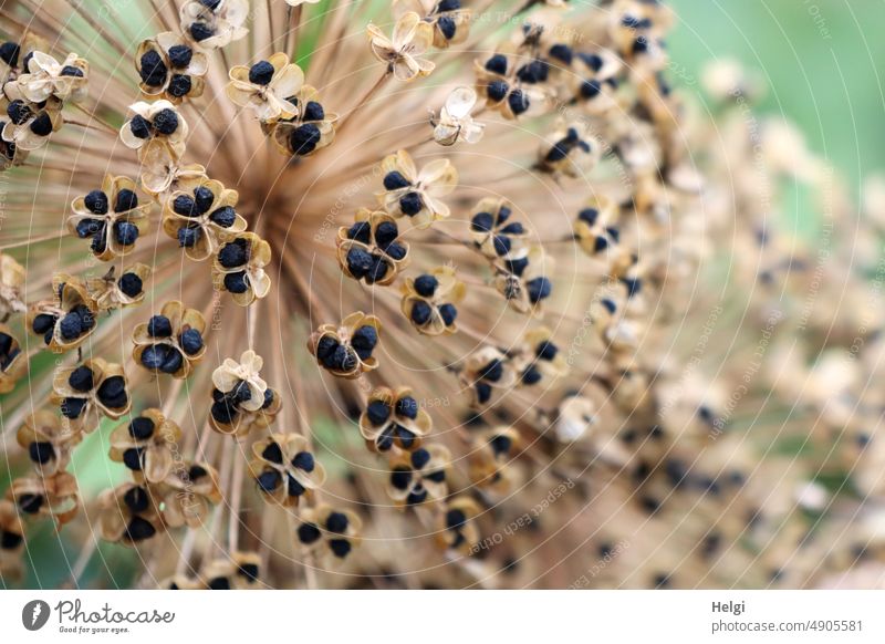 vertrocknete Zierlauch-Blüte mit Samenstand Allium Lauch Lauchgewächs Alliumsamen Blütendolden Zwiebelpflanze aufgeplatzt Selbstaussaat trocken Pflanze