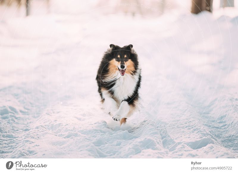 Shetland Sheepdog, Sheltie, Collie Fast Running Outdoor In Snowy Park. Verspieltes Haustier im Winterwald Englischer Collie Langhaar Collie Schottischer Collie