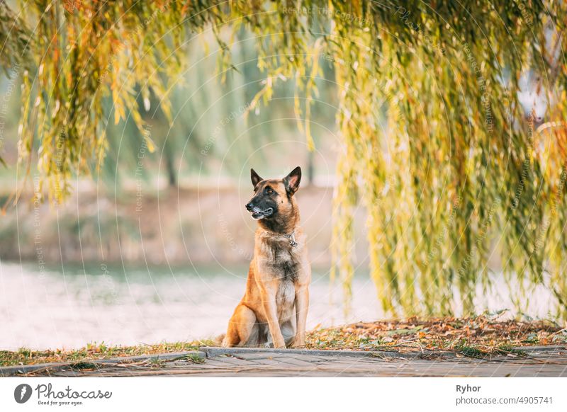 Malinois Hund sitzt in der Nähe von See unter Baumzweigen. Belgische Schäferhunde sind aktiv, intelligent, freundlich, beschützend, wachsam und fleißig. Schäferhund, Belgien, Chien De Berger Belge Hund