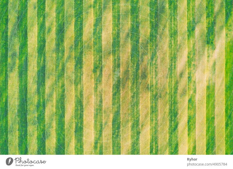 Natural Green Field Hintergrund mit Trails Lines. Flat View Top View of Field With Growing Young Green Wheat. Wiese Gras abstrakt Antenne Luftaufnahme