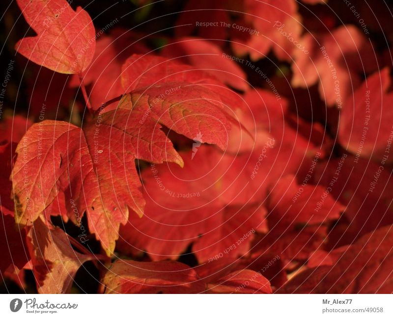 Herbstimpressionen Blatt Sträucher rot Natur