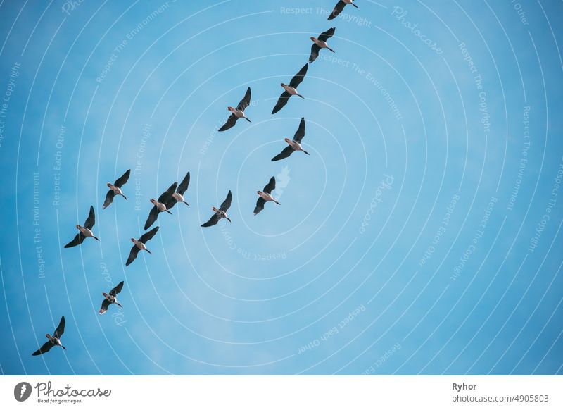 Flock of Ducks Flying in Sunny Blue Spring Sky während ihrer Migration in Belarus, Russland Tier Herbst weißrussland Vogel blau übersichtlich Textfreiraum Ente