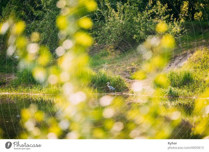 Fauna von Belarus. Graureiher Vogel stehend auf Flussufer. Weißrussland, Sommer Weißrussische Natur. Teich See im Frühling Saison Ardea cinerea Ardeidae Reiher