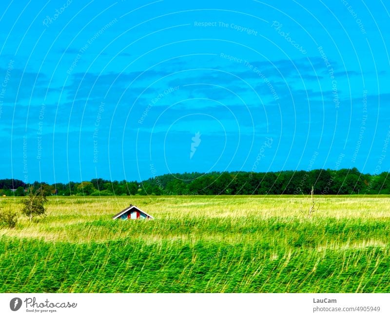 Gut getarnt! - Ein Haus versinkt im Schilf Tarnung versteckt zugewachsen eingewachsen Versteck grün Blau Wolken Häuschen Hütte Sommer blau klein Natur Umwelt