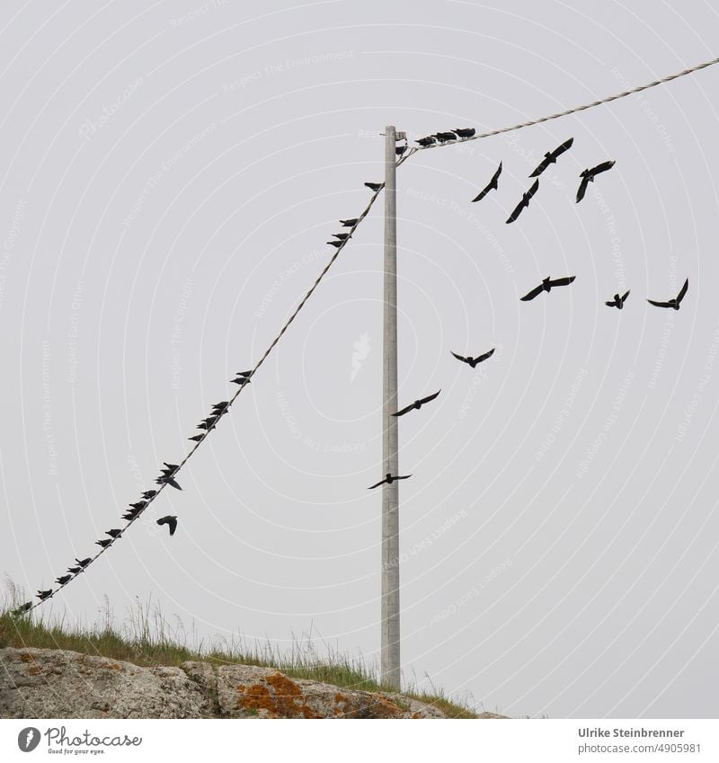 Vogelschwarm auf der Stromleitung Vögel Krähen sitzen fliegen sammeln Versammlung Gruppe Zugvögel Herbst Strommast Himmel Schwarm Wildtier Vogelzug Natur Tier