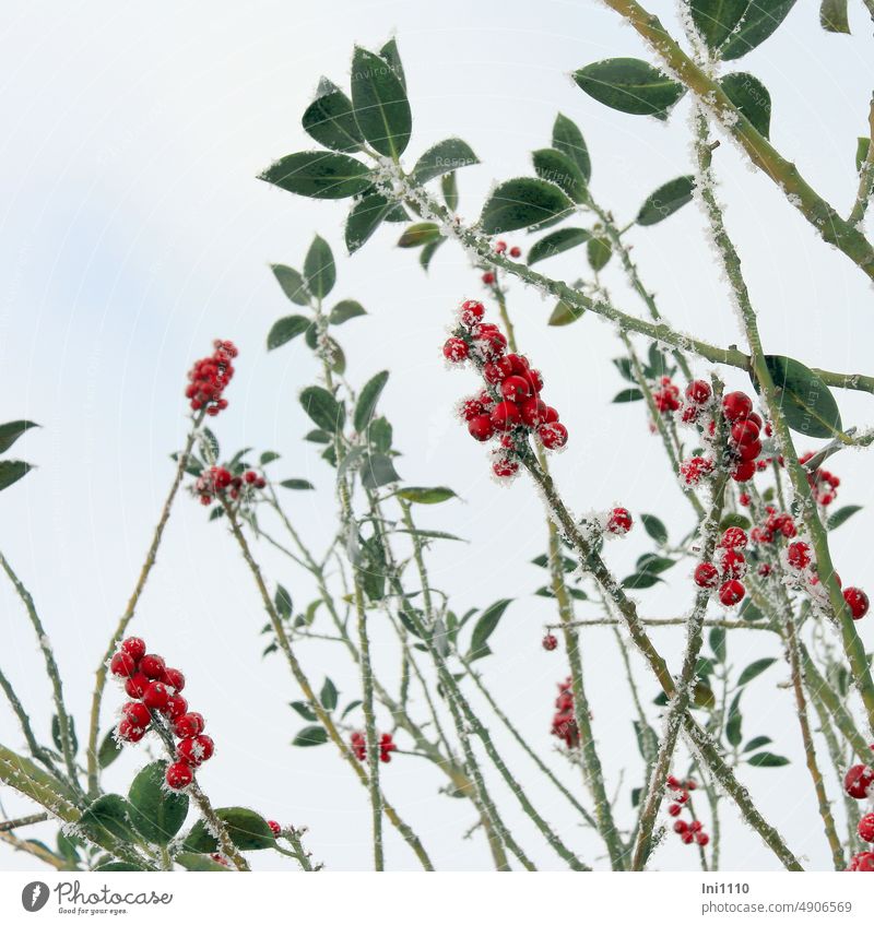 rote Beeren mit Raureif Winter Frost Pflanze Strauch erbsengroß Fruchtschmuck Blätter Blattrand glatt grün ledrig Stängel teilweise entlaubt
