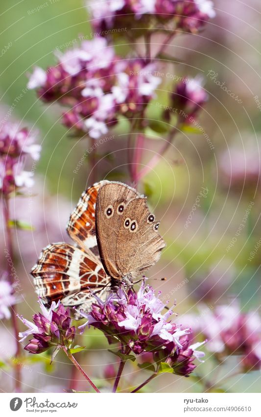 Zwei Schmetterlinge Insekt Nahaufnahme Natur Farbfoto Art bunt rosa Blume Blüte Tiefenschärfe grün Sommer Außenaufnahme Garten Verschiedenheit Einklang schön
