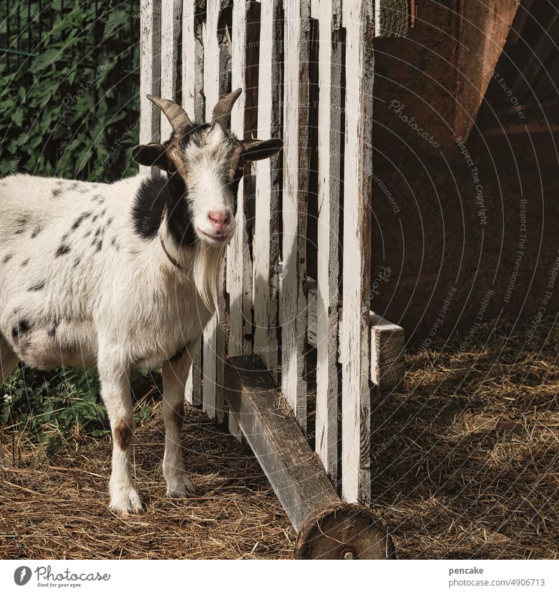 tier | pflege Tier Ziege Haustier Tierpflege Gehege Gatter Tierporträt Blick Fell Nutztier Bauernhof Tiergesicht Stall Tür Holz Blick in die Kamera