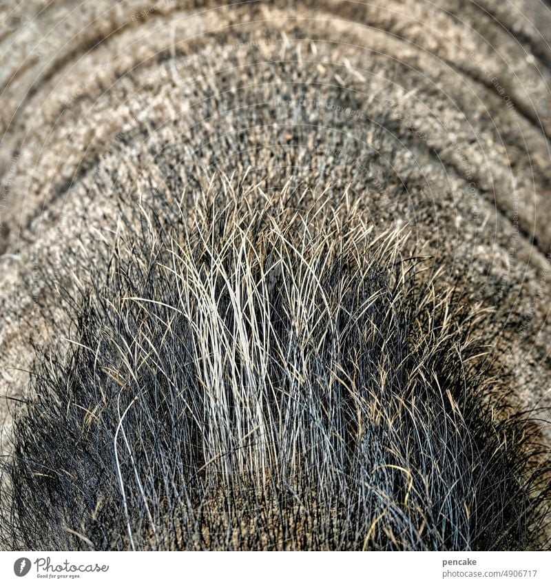 hinterrücks | behaart Tier Rücken Schwein Hängebauchschwein Borsten Haare Detail Nahaufnahme Struktur Falten Speck Speckfalten Tierporträt Sau Nutztier
