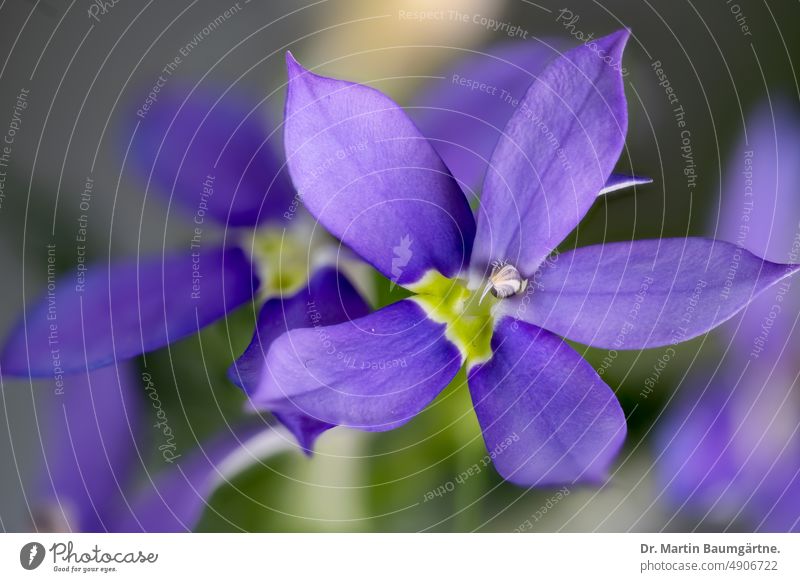 Sternenblume, australische Glockenblume, Blüten Isotoma axillaris Laurentia axillaris hellblau frostempfindlich Campanulaceae Glockenblumengewächse Sommerblüher