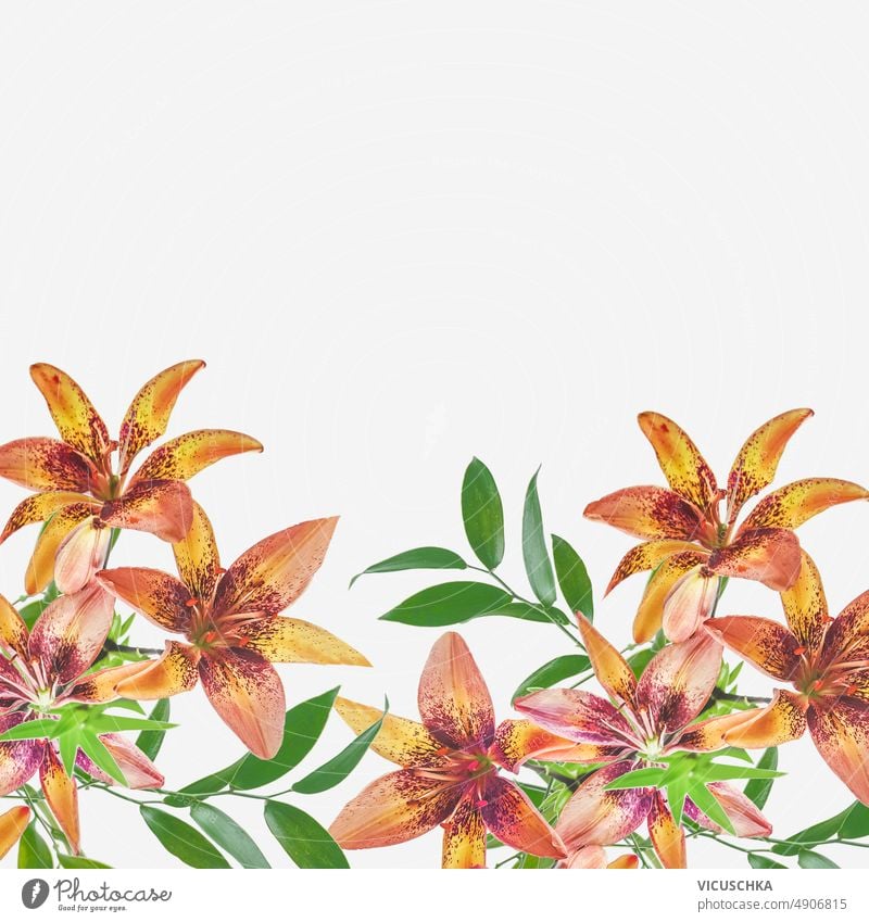 Floraler Hintergrund mit orangefarbenen Lilienblüten und grünen Blättern auf weißem Hintergrund blumiger Hintergrund grüne Blätter weißer Hintergrund Borte