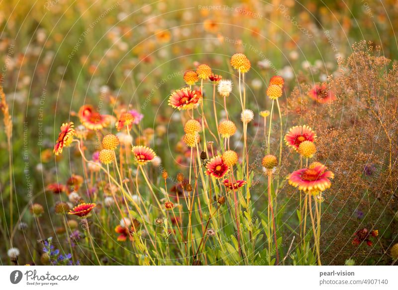 Korkadenblume Gras Feld Außenaufnahme Sonnenlicht Natur Wildpflanze friedlich Romantik Blume Wiese Blumenwiese Blühend Sommer Blüte