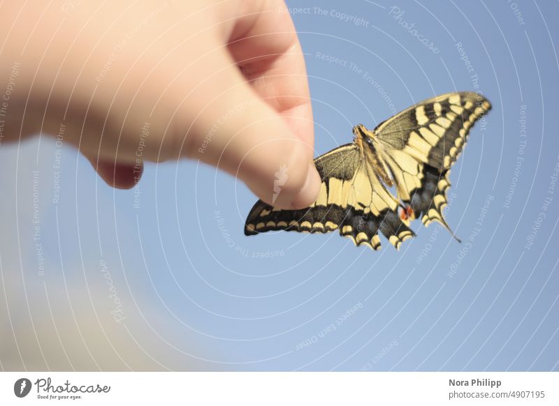 Schmetterling mit Hand Schmetterling Hand Insekt Flügel schön Nahaufnahme Natur Tier Tierporträt Finger Außenaufnahme Schwache Tiefenschärfe 1 Farbfoto
