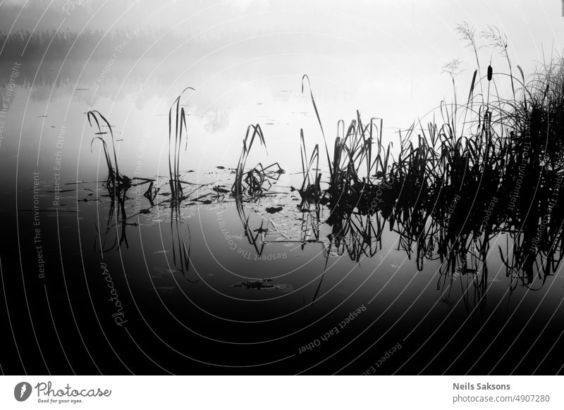 Spiegel im Nebel Fluss Gras Röhricht schwarz auf weiß mono Monochrom dunkel trist mistt Herbst alt Reflexion & Spiegelung Wasser Ufer Lettland Natur Landschaft