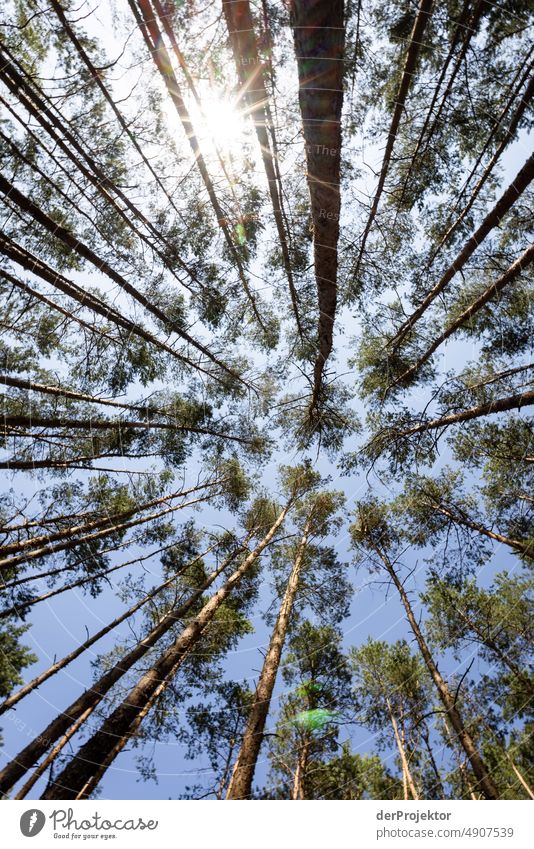 Monokulturen: Ausgetrockneter Wald in Brandenburg III Riss Wüste Dürre Wetter Erwärmung Oberfläche Sommer heiß braun Boden Muster Menschenleer Außenaufnahme