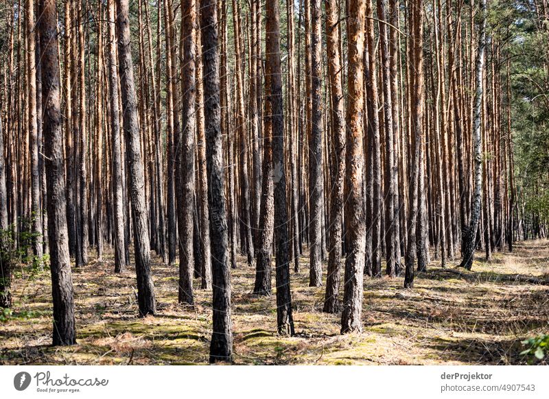 Monokulturen: Ausgetrockneter Wald in Brandenburg II Riss Wüste Dürre Wetter Erwärmung Oberfläche Sommer heiß braun Boden Muster Menschenleer Außenaufnahme
