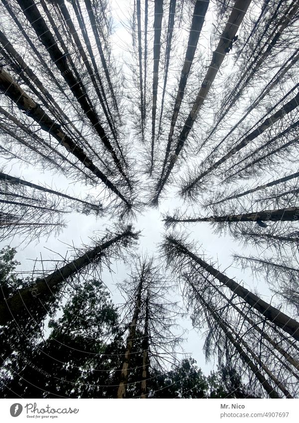 Wipfelblick Waldsterben trostlos Baum nadellos Nadelbaum Blick nach oben Froschperspektive Strukturen & Formen Baumkrone hoch grau Klima Umwelt Perspektive