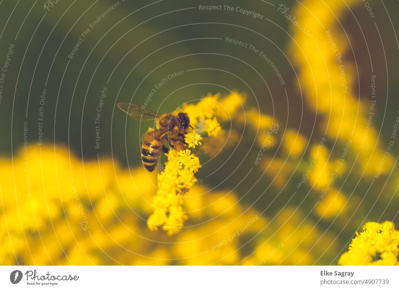 Natur Garten -Honigbiene auf Goldraute Insekt Pollen Sommer Tier Biene Blume Blüte Pflanze Nutztier Umwelt Außenaufnahme Textfreiraum oben