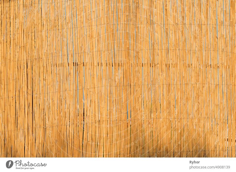 Aged Natural Old Yellow Wooden Board Wall Fence From Bamboo Woods Trunks. Hintergrund abstrakt Asien Bambus schön Holzplatte Design Zaun schäbig natürlich