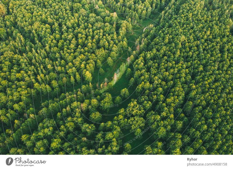 Aerial View Of Green Forest Landschaft. Top View From High Attitude In Summer Evening. Kleines Sumpfgebiet im Nadelwald. Drone Ansicht. Ansicht aus der Vogelperspektive