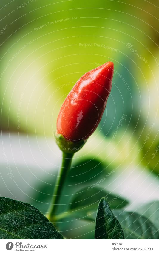 Kleine organische rote Paprikapflanze, die auf einer Gartenbeetplantage im Frühling wächst. Grüner Spross mit Blättern, die aus dem Boden wachsen. Frühling, Konzept des neuen Lebens. Landwirtschaftliche Saison