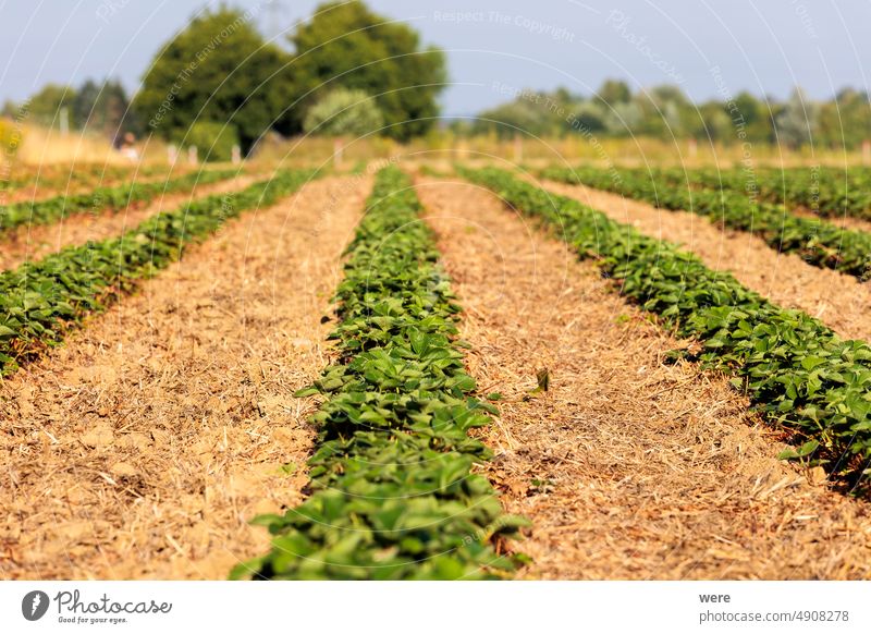 Erdbeerpflanzen in einem Erdbeerfeld mit Stroh als Mulchschicht auf den Wegen nach der Ernte bei geringer Schärfentiefe Fragaria Fragaria × ananassa Beeren