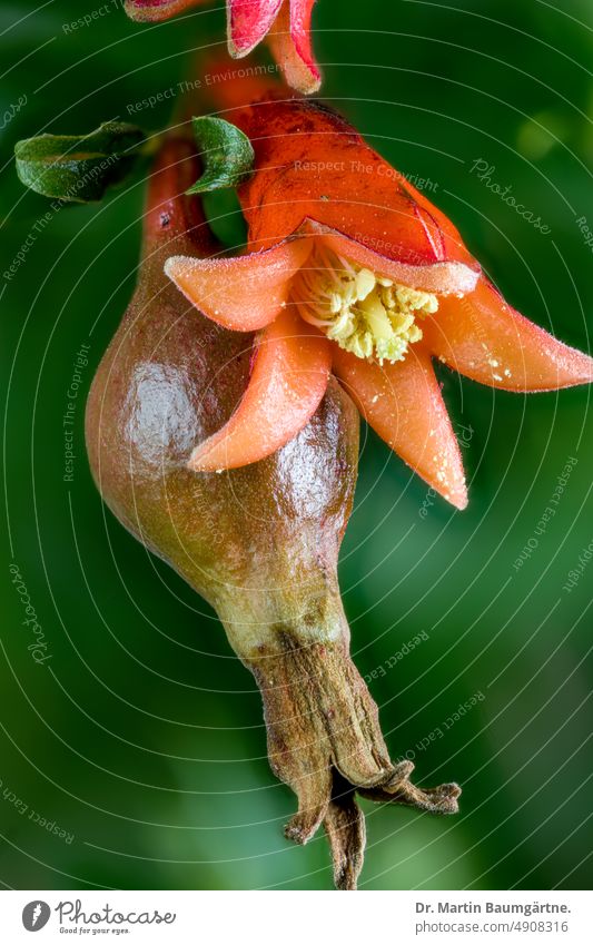 Blüte und Fruchtansatz von Punica granatum, Closeup Granatapfelbaum Weiderichgewächse Lythraceae Punicaceae blühen Baum Strauch laubabwerfend Kulturpflanze