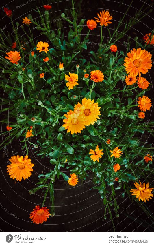 Orange Ringelblumen im Garten Natur Blume grün Pflanze Blütenblätter Blütenblatt Sommer natürlich Blühend orange blühen kleingarten schrebergarten pflanze natur