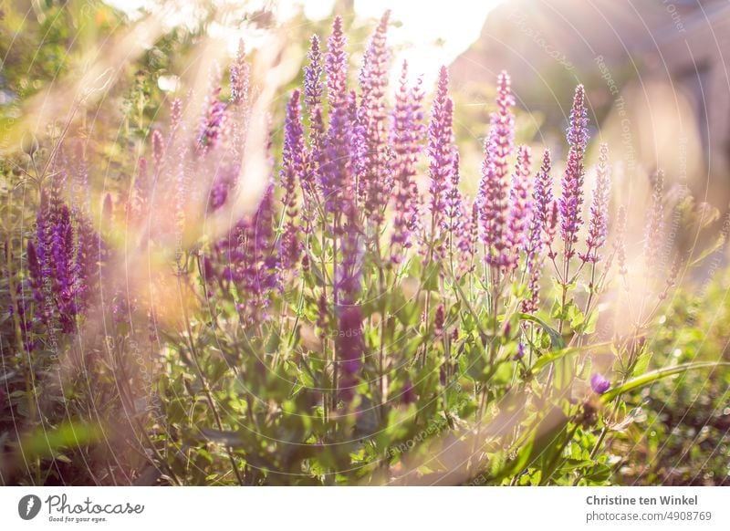 Steppen-Salbei / Salvia nemorosa frühmorgens im Gegenlicht Hain-Salbei Lippenblütler Stauden Garten Pflanze Natur violett lila violette Blüten Sommer hübsch