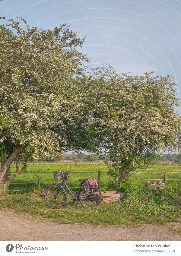 Wanderlust | kurze Pause beim Radwandern Fahrrad blühende Bäume Landidylle Gras Natur Weiden Wiese Gatter Landschaft Himmel Tag grün Zäune Energiekrise