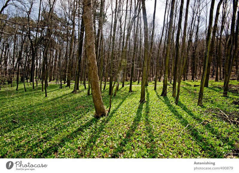 Wald Umwelt Natur Landschaft Pflanze Luft Himmel Horizont Sonne Sonnenlicht Frühling Wetter Schönes Wetter Baum Gras Sträucher Moos Blatt Park Wiese stehen dünn